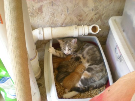 Little Gray nursing her four kittens