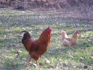 A New Hampshire rooster and an Orpington hen free ranging